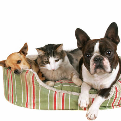 Group of Dogs and cat